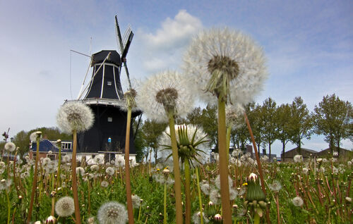 Korenmolen De Kievit (1899), Grijpskerk. Foto: Shutterstock
