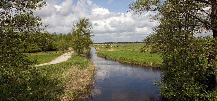 De Unie van Waterschappen stuurde in april een brief naar het College ter Beoordeling van Geneesmiddelen over de schadelijke effecten van deze pijnstillers. (Foto: Shutterstock)