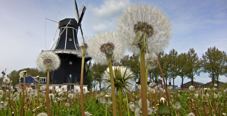 Korenmolen De Kievit (1899), Grijpskerk. Foto: Shutterstock