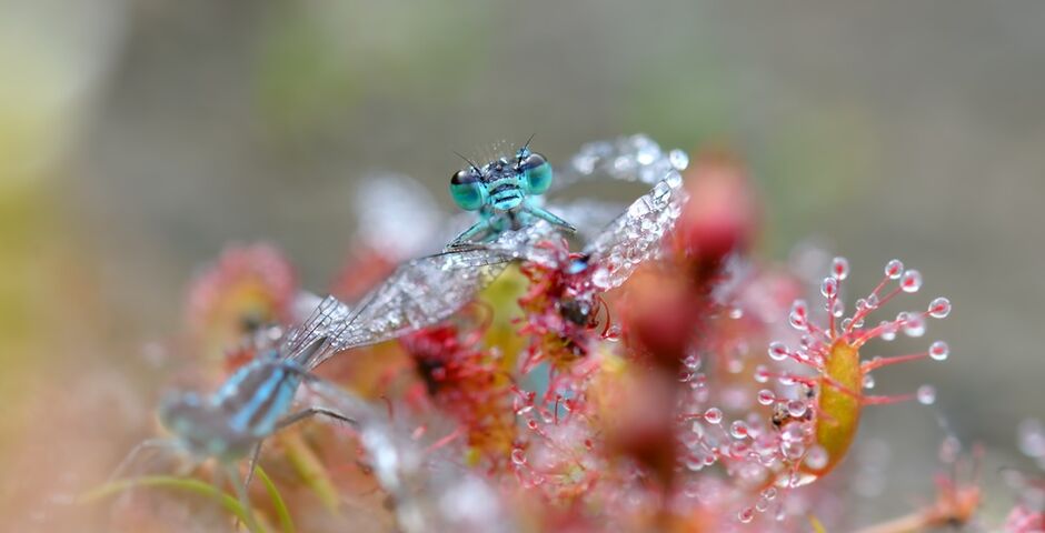 Natuurscherm.com Foto: Marcel Versteeg