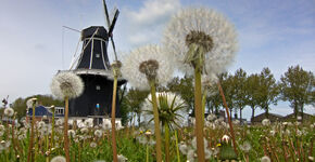 Korenmolen De Kievit (1899), Grijpskerk. Foto: Shutterstock